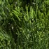 Дерево Туя Эйр Элеганс уличная от TREEZ, TZ.PL.TR.344, 2-я фотография мини